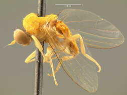 Agathomyia fulva (Johnson 1908)的圖片