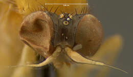Image of Agathomyia fulva (Johnson 1908)