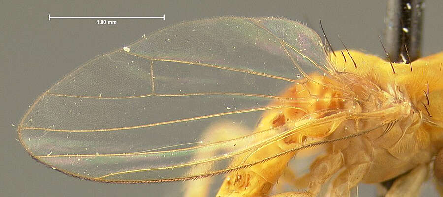 Agathomyia fulva (Johnson 1908)的圖片