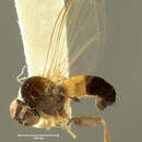 Image of Agathomyia brooksi Johnson 1923