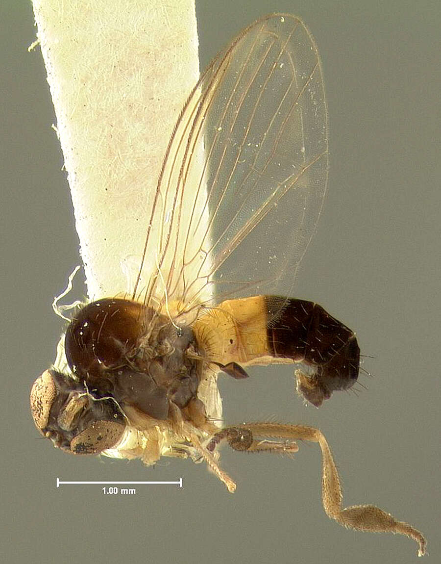 Image of Agathomyia brooksi Johnson 1923