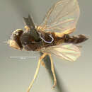 Image of Callomyia proxima Johnson 1916