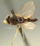 Image of Callomyia proxima Johnson 1916