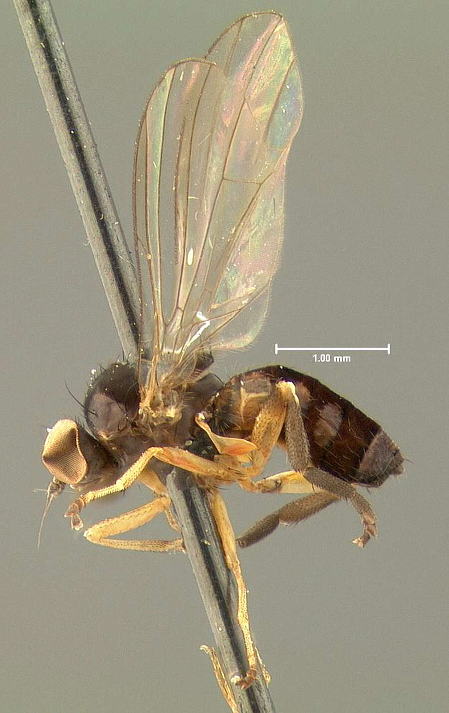 Image of Callomyia proxima Johnson 1916