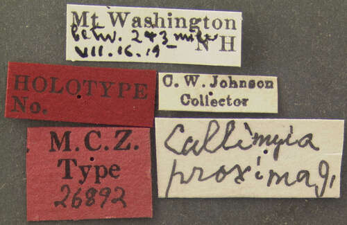 Image of Callomyia proxima Johnson 1916