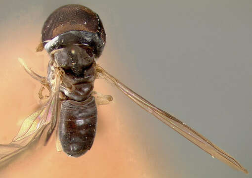 Imagem de <i>Pipunculus latipennis</i>