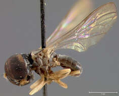 Image of <i>Pipunculus latipennis</i>