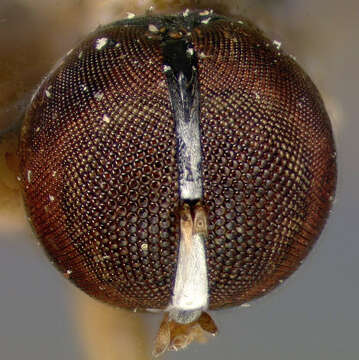 Image of <i>Pipunculus latipennis</i>