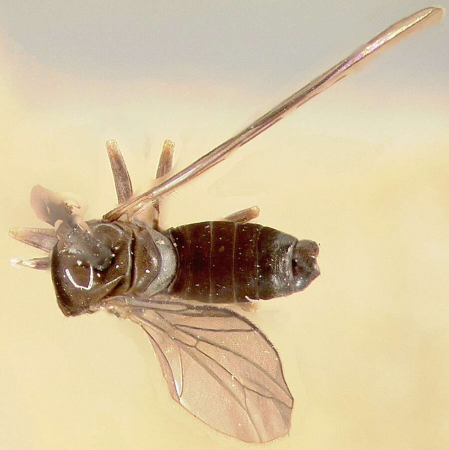 Image of Microcephalops banksi (Aczel 1940)