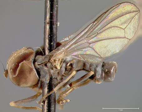 Image of <i>Pipunculus caudatus</i>