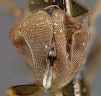 Image of <i>Pipunculus caudatus</i>