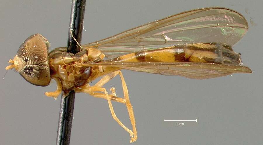 Image of <i>Baccha crocea panamana</i> Hull