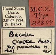 Image of <i>Baccha crocea panamana</i> Hull