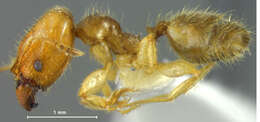 Image of Pheidole subarmata Mayr 1884