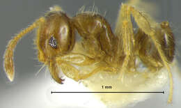 Image of Pheidole subarmata Mayr 1884