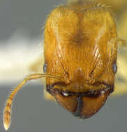 Image of Pheidole subarmata Mayr 1884