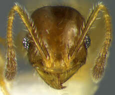 Image of Pheidole subarmata Mayr 1884