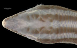 Cryptoblepharus keiensis (Roux 1910) resmi