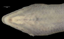 Cryptoblepharus keiensis (Roux 1910) resmi