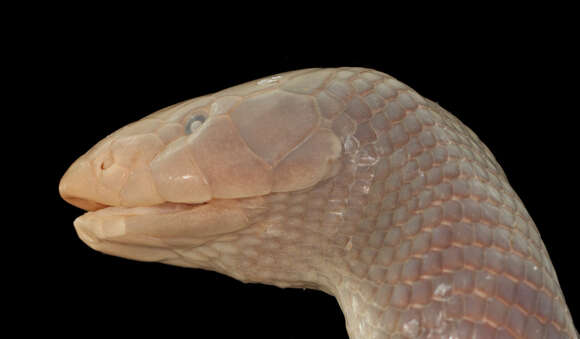 Image of Mole Viper