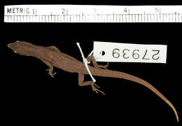 Image of New Caledonian Shore Skink