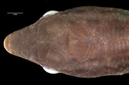 Image of New Caledonian Shore Skink