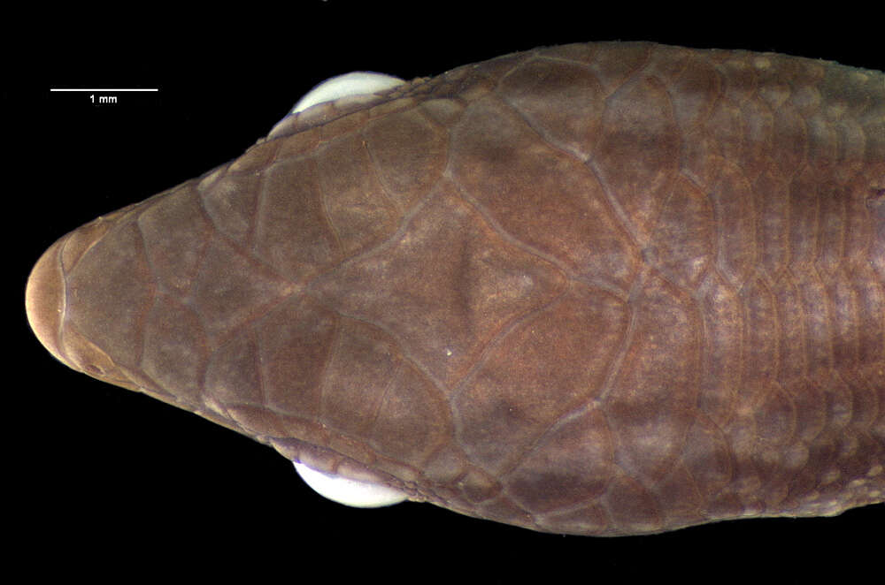 Image of New Caledonian Shore Skink