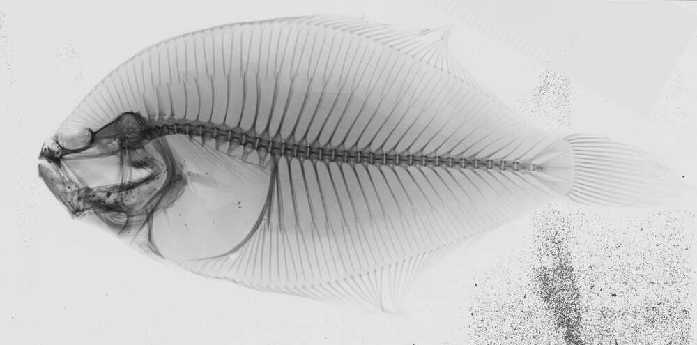 Image of Flounder