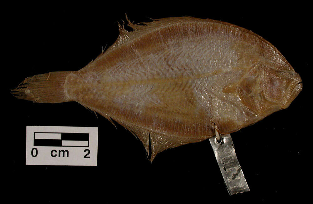 Image of Flounder