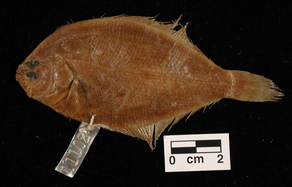 Image of Flounder