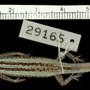 Cryptoblepharus balinensis sumbawanus Mertens 1928 resmi