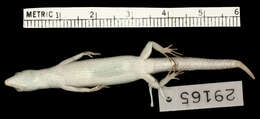 Cryptoblepharus balinensis sumbawanus Mertens 1928 resmi