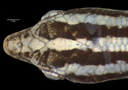 Cryptoblepharus balinensis sumbawanus Mertens 1928 resmi