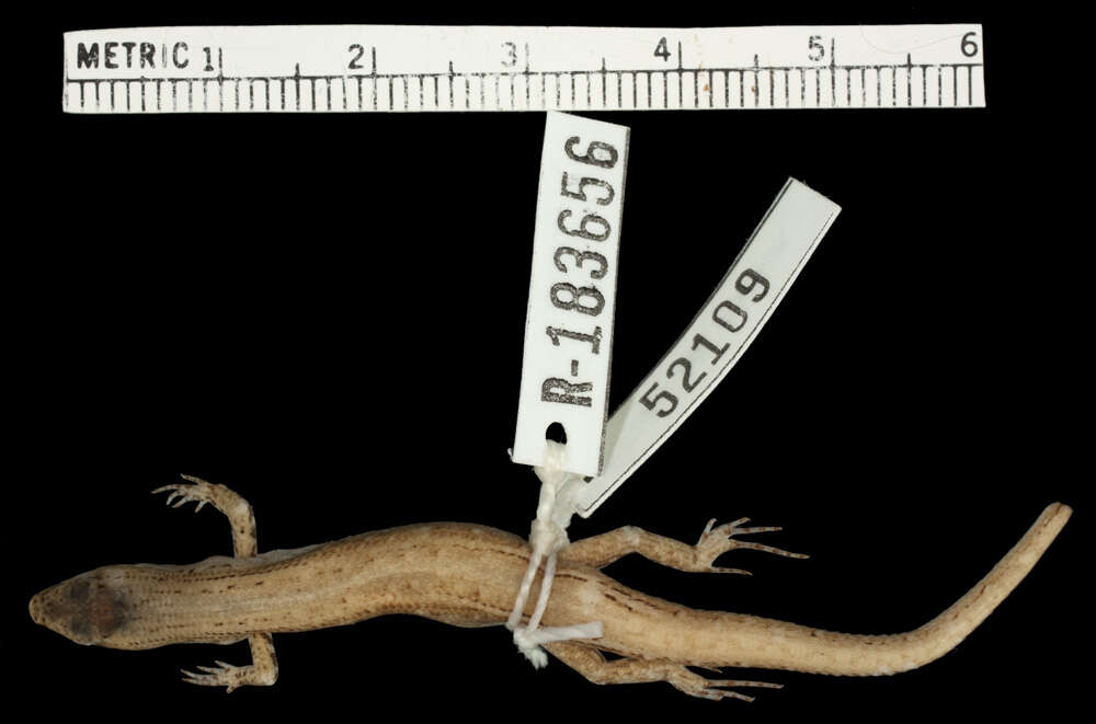 Image of Northern Pale-hipped Skink