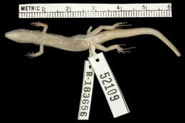 Image of Northern Pale-hipped Skink