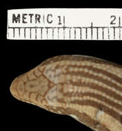 Image of <i>Chalcides ocellatus ebneri</i>