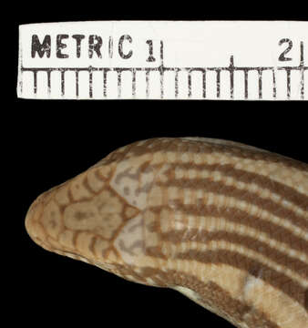 Image of <i>Chalcides ocellatus ebneri</i>