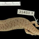 Image of Chalcides ocellatus subtypicus Werner 1931