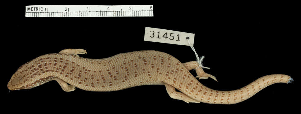 Image of Chalcides ocellatus subtypicus Werner 1931