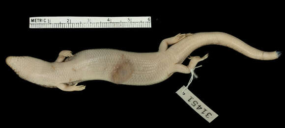 Image of Chalcides ocellatus subtypicus Werner 1931