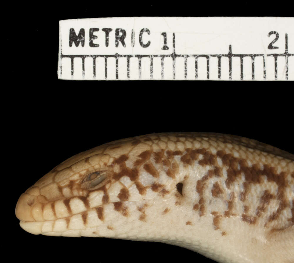 Image of Chalcides ocellatus subtypicus Werner 1931