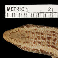 Image of Chalcides ocellatus subtypicus Werner 1931