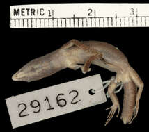 Cryptoblepharus keiensis (Roux 1910) resmi