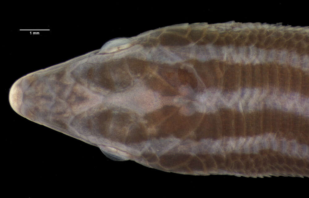 Cryptoblepharus keiensis (Roux 1910) resmi