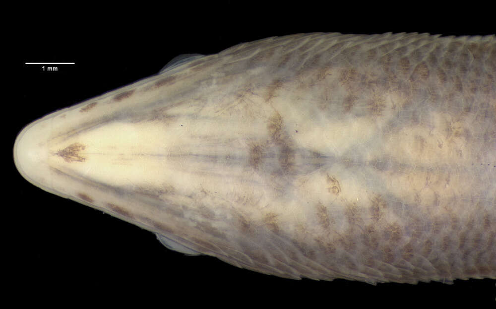 Image de Cryptoblepharus keiensis (Roux 1910)