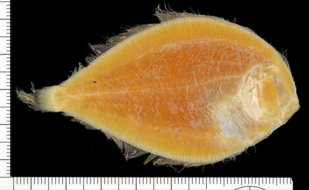 Image of Pacific eyed flounder