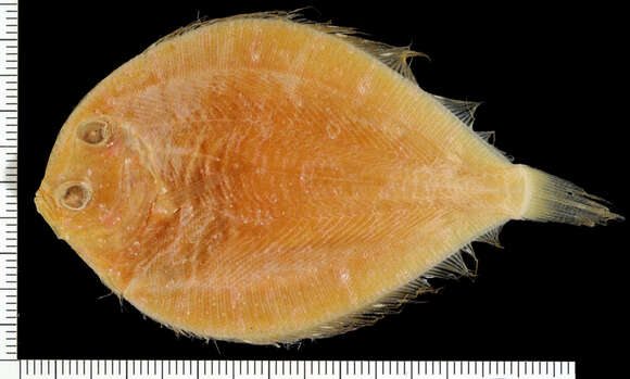 Image of Pacific eyed flounder