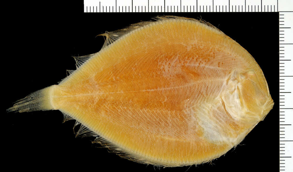 Image of Pacific eyed flounder