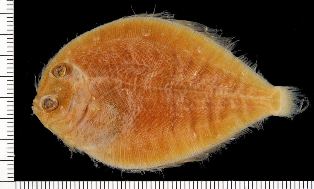 Image of Pacific eyed flounder