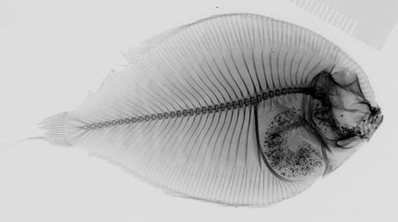 Image of Pacific eyed flounder